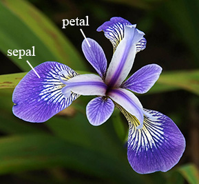 Sepal and Petal of the Iris flower.